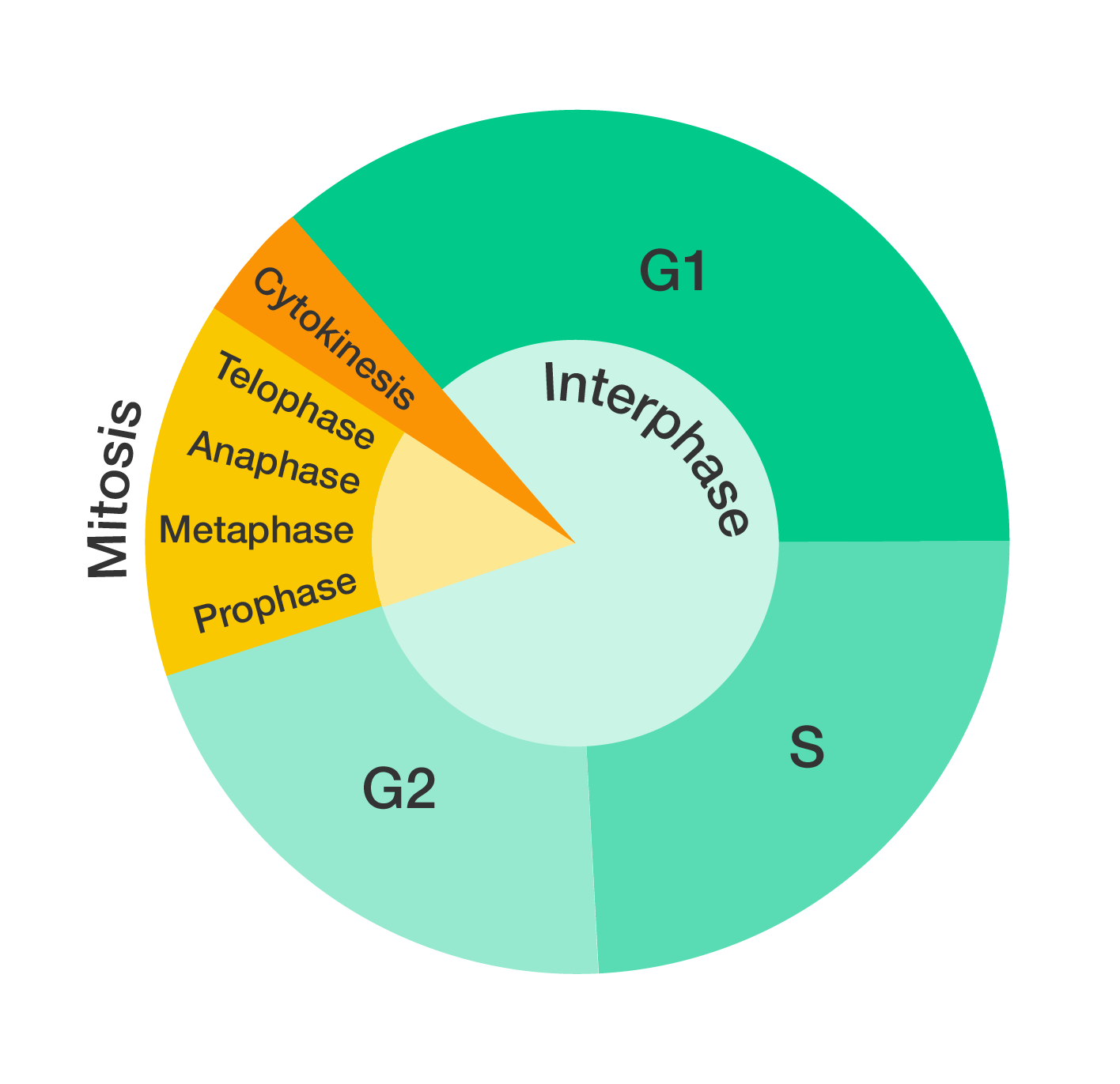A simplified representation of the cell cycle, shown as a donut chart. Interphase consists of stages G1, S and G2. Mitosis consists of prophase, metaphase, anaphase and telophase. Cytokinesis concludes the cell cycle.